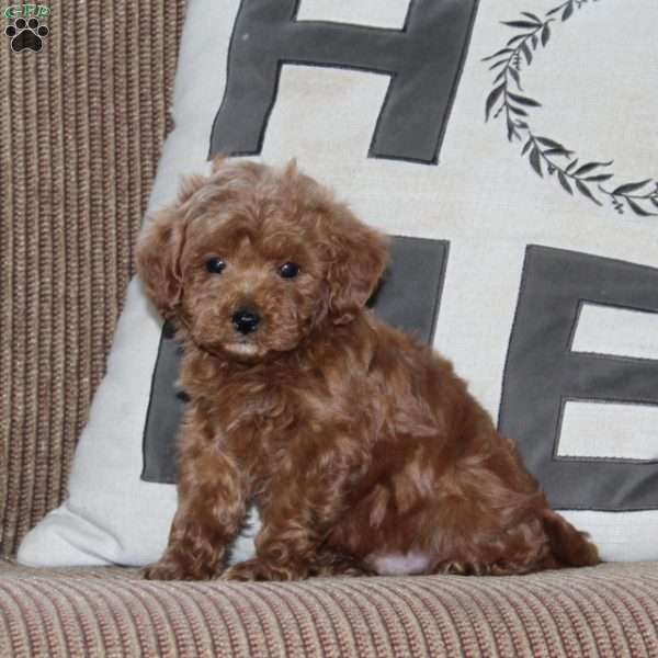 Johnny, Cavapoo Puppy